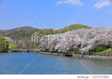 【岡山県】快晴の酒津公園の桜のトンネル 125273261