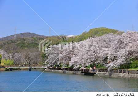 【岡山県】快晴の酒津公園の桜のトンネル 【岡山県】快晴の酒津公園の桜のトンネル 125273262