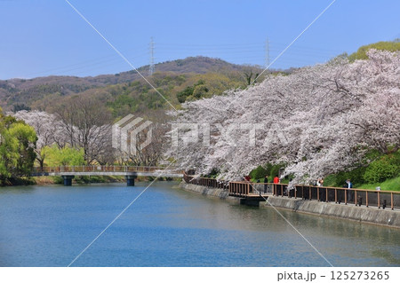 【岡山県】快晴の酒津公園の桜のトンネル 【岡山県】快晴の酒津公園の桜のトンネル 125273265