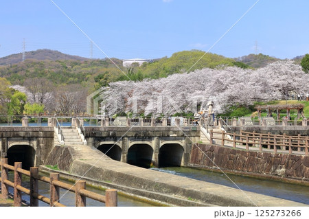 【岡山県】満開の桜と酒津公園 高梁川東西用水取配水施設 125273266