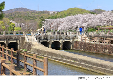 【岡山県】満開の桜と酒津公園 高梁川東西用水取配水施設 125273267
