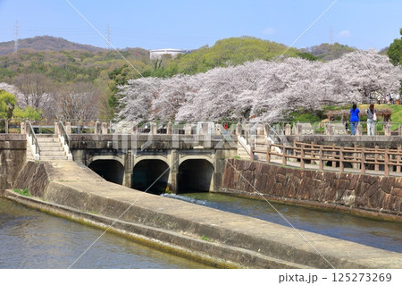 【岡山県】満開の桜と酒津公園 高梁川東西用水取配水施設 125273269