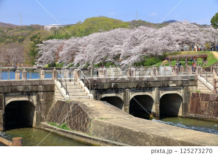 【岡山県】満開の桜と酒津公園 高梁川東西用水取配水施設 125273270