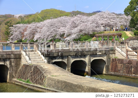 【岡山県】満開の桜と酒津公園 高梁川東西用水取配水施設 【岡山県】満開の桜と酒津公園 高梁川東西用水取配水施設 125273271