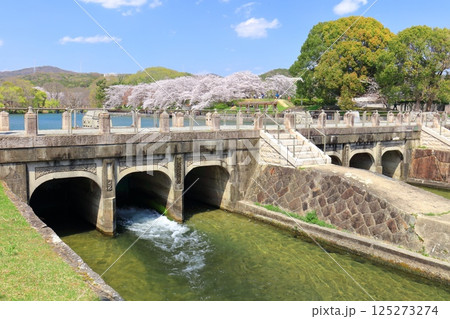 【岡山県】満開の桜と酒津公園 高梁川東西用水取配水施設 125273274