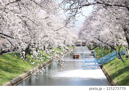 大口町　桜まつり　五条川　桜並木 125273770