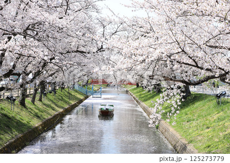 大口町 桜まつり 五条川 桜並木 大口町 桜まつり 五条川 桜並木 125273779