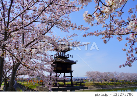 桜満開の日の唐古・鍵遺跡 125273790