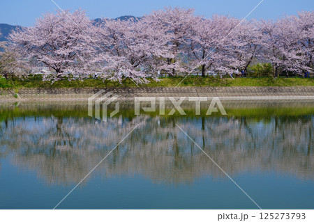 桜満開の日の唐古・鍵遺跡 鏡のような唐古池 桜満開の日の唐古・鍵遺跡 鏡のような唐古池 125273793