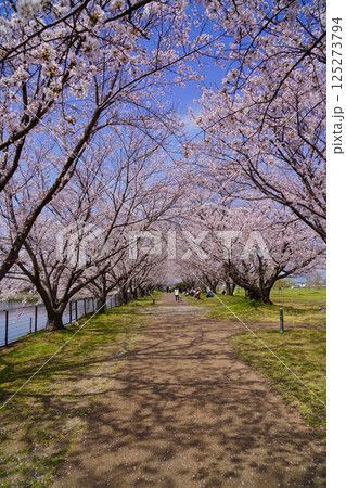 桜満開の日の唐古・鍵遺跡 125273794