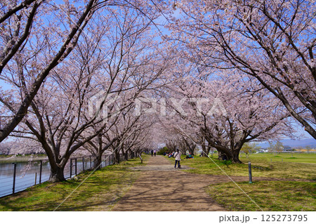 桜満開の日の唐古・鍵遺跡 桜満開の日の唐古・鍵遺跡 125273795