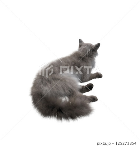cat isolate on a transparent background, 3d illustration, cg render cat isolate on a transparent background, 3d illustration, cg render 125273854