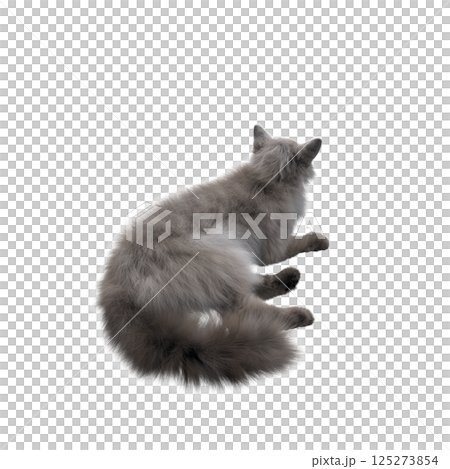 cat isolate on a transparent background, 3d illustration, cg render cat isolate on a transparent background, 3d illustration, cg render 125273854