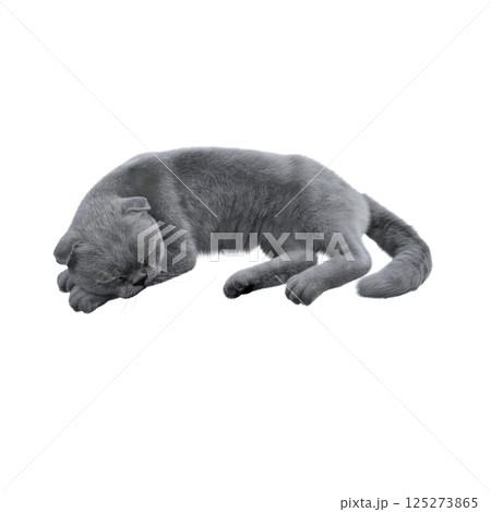 cat isolate on a transparent background, 3d illustration, cg render 125273865