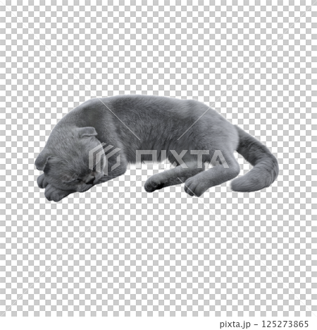 cat isolate on a transparent background, 3d illustration, cg render 125273865
