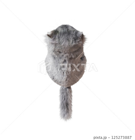 cat isolate on a transparent background, 3d illustration, cg render 125273887