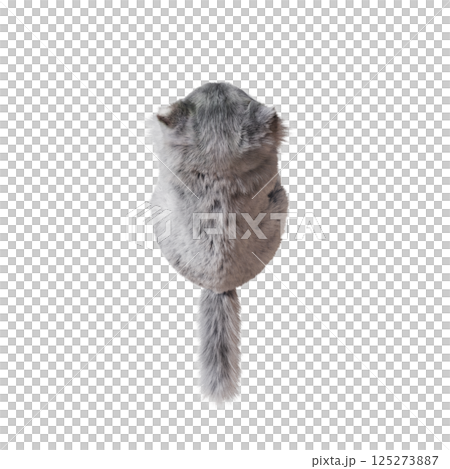 cat isolate on a transparent background, 3d illustration, cg render 125273887
