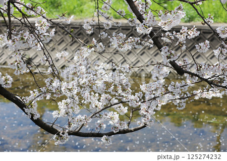 桜 岩倉市 桜まつり 五条川 愛知県 桜 岩倉市 桜まつり 五条川 愛知県 125274232