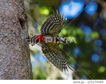 woodpecker flying from a nest in the forest woodpecker flying from a nest in the forest 125274489