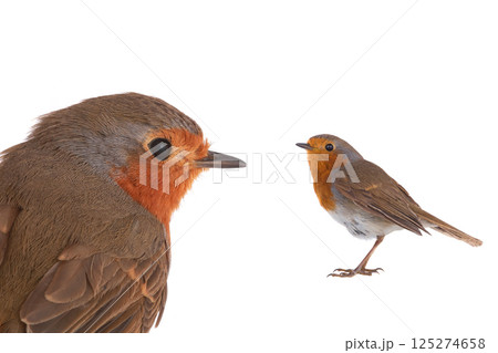 European robin (Erithacus rubecula) European robin (Erithacus rubecula) 125274658