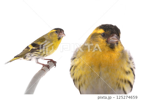 male siskin isolated on a white background male siskin isolated on a white background 125274659
