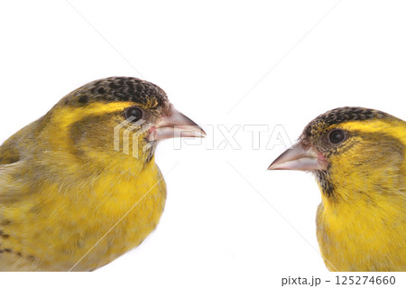 two male siskin two male siskin 125274660