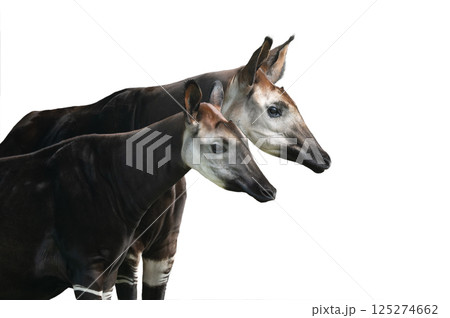 portrait okapi isolated on white background portrait okapi isolated on white background 125274662