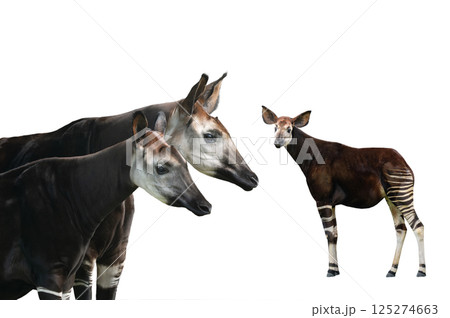 portrait okapi isolated on white background 125274663