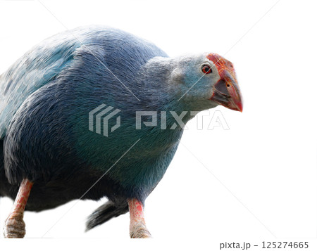 portrait purple swamphen isolated on white background portrait purple swamphen isolated on white background 125274665