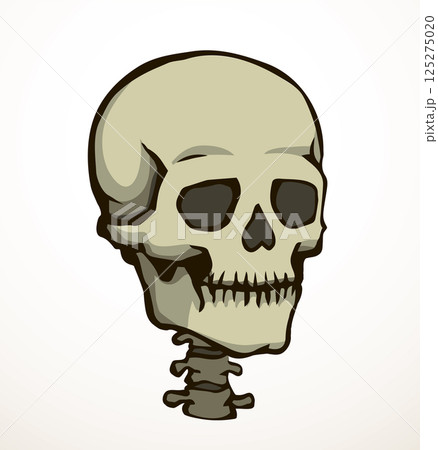 Vector drawing. Skull and neck bones 125275020