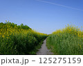 菜の花の道 125275159