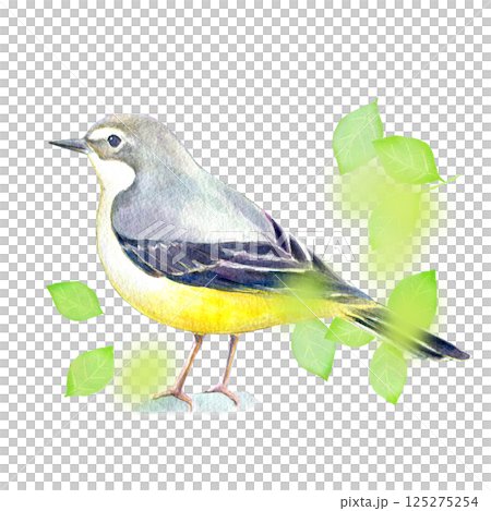 Watercolor illustration, hand-drawn, early summer grey wagtail 125275254