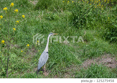 アオサギ　京都市鴨川 125275458