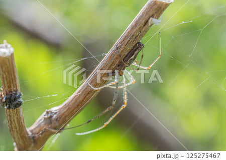 枯れ草の茎に隠れるアシナガグモ 枯れ草の茎に隠れるアシナガグモ 125275467