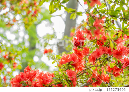 満開の赤いツツジの花 125275493