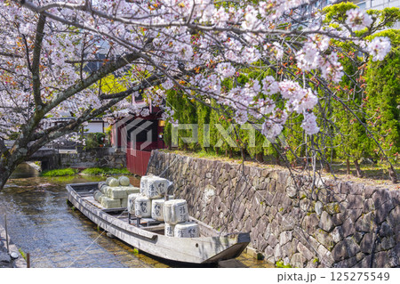 桜に包まれる高瀬川一之船入跡 桜に包まれる高瀬川一之船入跡 125275549