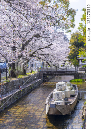 桜に包まれる高瀬川一之船入跡 桜に包まれる高瀬川一之船入跡 125275550