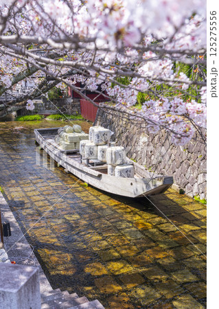 桜に包まれる高瀬川一之船入跡 125275556