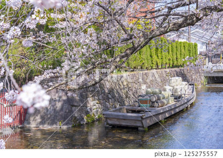 桜に包まれる高瀬川一之船入跡 125275557