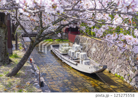桜に包まれる高瀬川一之船入跡 125275558