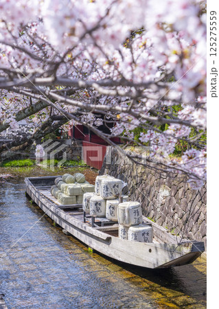 桜に包まれる高瀬川一之船入跡 125275559