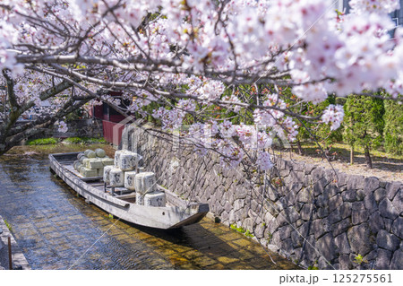 桜に包まれる高瀬川一之船入跡 125275561