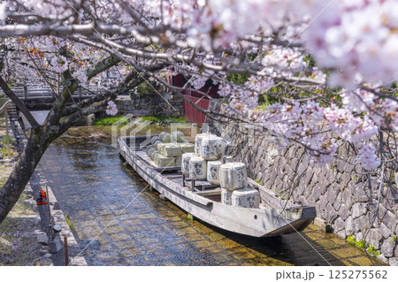 桜に包まれる高瀬川一之船入跡 125275562