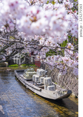 桜に包まれる高瀬川一之船入跡 125275563