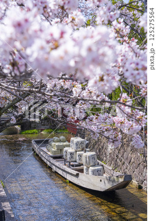 桜に包まれる高瀬川一之船入跡 桜に包まれる高瀬川一之船入跡 125275564