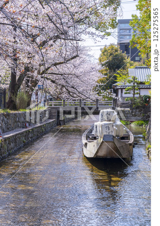桜に包まれる高瀬川一之船入跡 125275565
