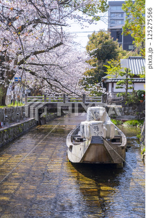 桜に包まれる高瀬川一之船入跡 125275566