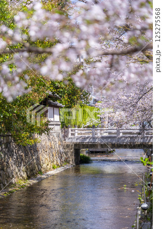 桜に包まれる高瀬川一之船入跡 桜に包まれる高瀬川一之船入跡 125275568