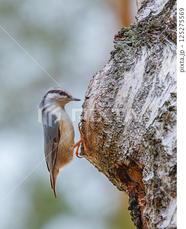 Eurasian nuthatch - Sitta europaea on a tree 125275569