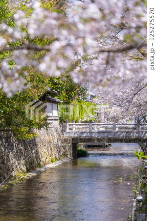 桜に包まれる高瀬川一之船入跡 125275570